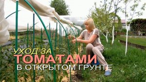 Уход за ТОМАТАМИ после высадки в открытый грунт.
