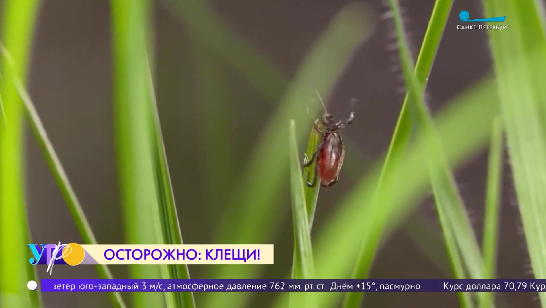 Вакцинация от клещевого энцефалита: зачем нужна прививка