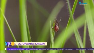 Вакцинация от клещевого энцефалита: зачем нужна прививка