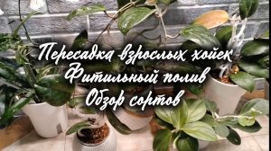 Пересадка взрослых хойек. Фитильный полив. Обзор сортов