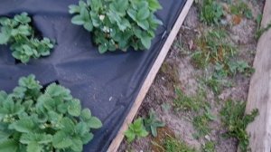Важная подкормка для клубники!🍓Фонарики вечером. Ночная жизнь в пруду.🐸