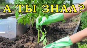 3 варианта посадки ТОМАТОВ на грядку🍅🍅🍅