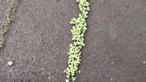 Взошла зелень 22 мая