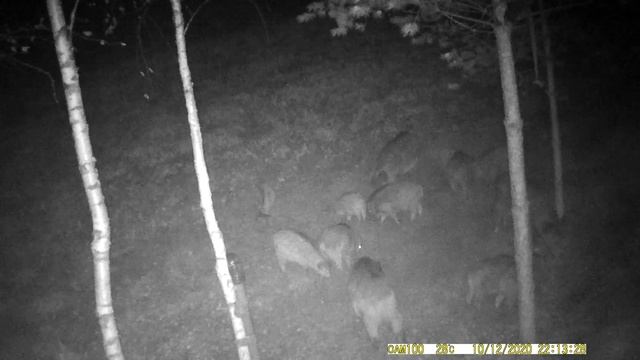 Дикий кабан 🐗 России часть 5 смотреть онлайн
