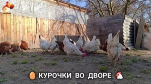 Забавные курочки несушки во дворе очень счастливы 🥚😂🐥 (11)