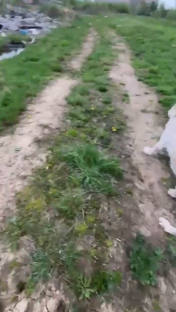 Серьезный медвежонок САО Тайлер 🍀🔎🏠❗Пост в описании🎥 #dog #собака  #охрана #любовь #сао #алабай