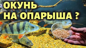 ОКУНЬ НА ОПАРЫША ?
