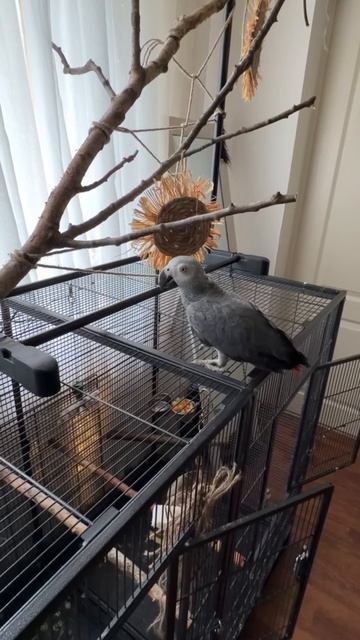 19-05-2026. Попугай 🦜 Жако. Привыкает к домашней обстановке. смотреть онлайн