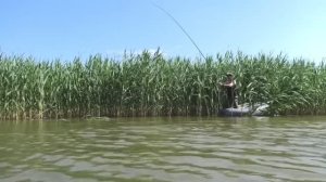 Ловлю БЕЛОГО АМУРА на КАМЫШ🌾🌾🌾