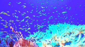 12K HDR 60FPS The Ultimate 2-Hour Underwater Journey - Fish Aquarium (Dolby Vision OLED Test)