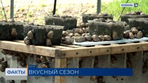 Рестораны в Сочи намерены удивлять туристов блюдами из улиток, скатов и камбалы