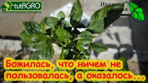 «Почему КРУТИТ ЛИСТЬЯ ТОМАТОВ, ПЕРЦЕВ и даже КАБАЧКОВ! Причина и лечение курчавости листьев. «
