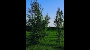 Мое раннее утро, мое лето ( 22 мая)