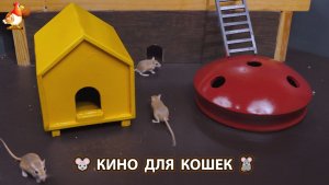 Видео для кошек про крысок развлекать питомцев 🐭🐀😂 (537)