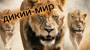 КРАСОТА ДИКИХ ЖИВОТНЫХ