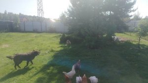Ворон Гриша, маленькая модернизация