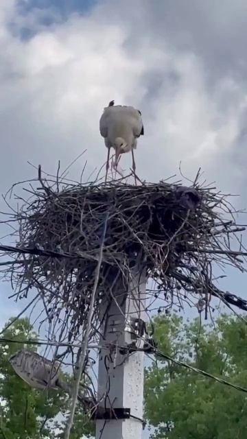 Пишут, что аист-самец погиб, а аистиха не может добывать пищу, т.к. высиживает яйца, поэтому: смотреть онлайн