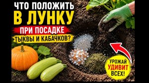 Посадил тыквы и кабачки так— и урожай не успевал собирать!