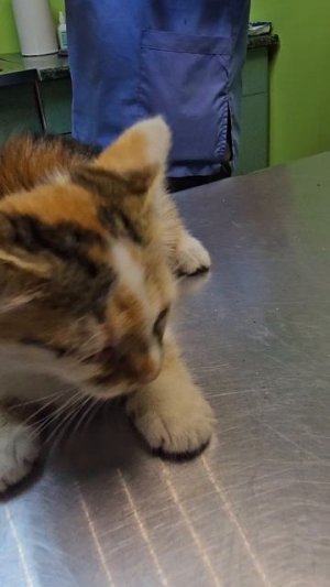 + 🐈🐈, естественно с проблемами. Третьего котёнка надеемся найдут и привезут с мамой.