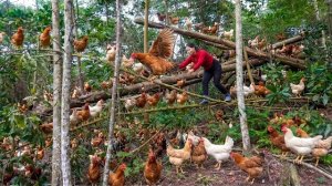 Продаю выращенных курей на рынке. Выращиваю новых. Серия 105. Ли Фук Ви