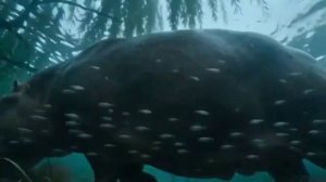 🦛💙 РОЗОВЫЙ БЕГЕМОТИК: 3D-приключение в мире воды