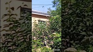 голуби Ломова 2 ой этап