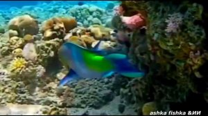 VID_20260522_140952_926.mp4