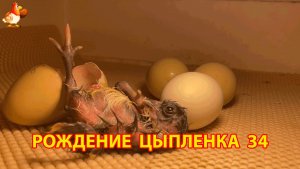 Вылупление цыпленка из яйца в инкубаторе версия 34