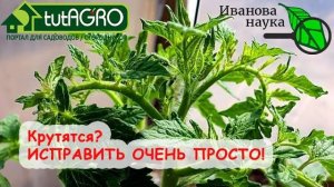 КРУТИТ ВЕРХУШКИ и ЛИСТЬЯ ТОМАТОВ и ОГУРЦОВ ИСПРАВИТЬ ОЧЕНЬ ПРОСТО ВСЕ ТРИ ПРИЧИНЫ!