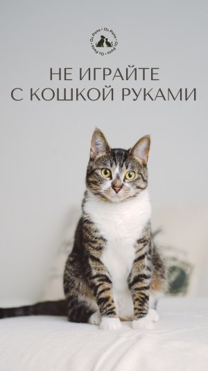 Не играйте с кошкой руками