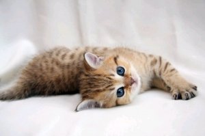 Котик