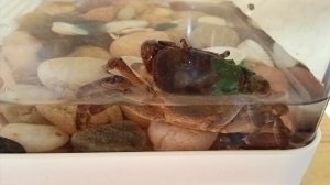 Жизнь краба 🦀 в домашних условиях.