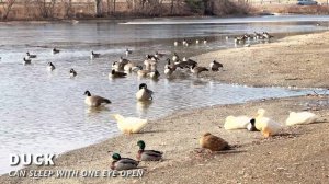 Beautiful Animals 16K Video ULTRA HD   16K HDR 120fps Dolby Vision OLED DEMO