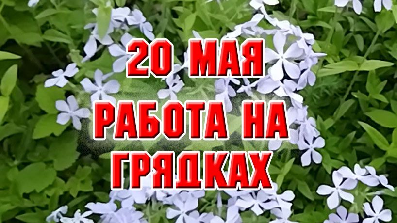 20 мая. Работа в огороде