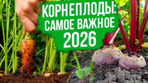 Как вырастить богатый урожай моркови и свеклы? Лучшие сорта моркови и свеклы.