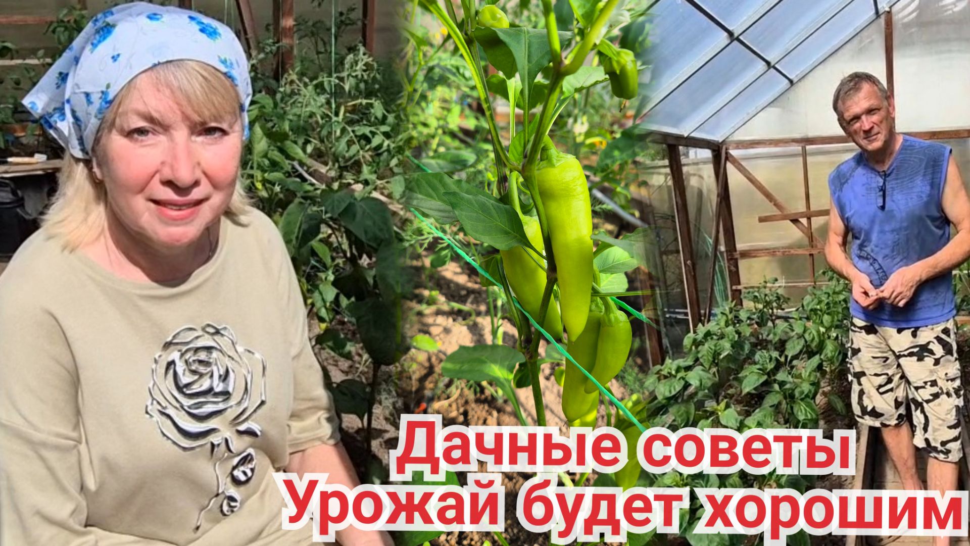 Спасаем рассаду то от холода, то от жары Что делаем обязательно Подвязка перца и томатов по новому