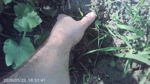 Обзор наших кабачков сорта ЗЕБРА