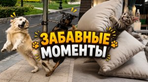 Лапки-Шоу #8 | Четырёхлапые приключения