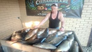 огромный улов карпа
