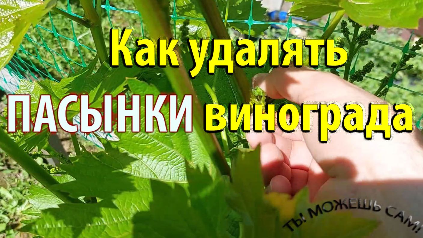 Как удалять пасынки винограда