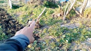 Готовлюсь к посадки, кабачки и тыквы уже посадил.
