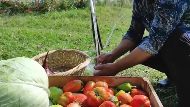 «Голубая капуста по-деревенски от Бостана».