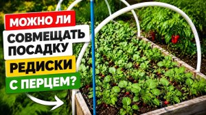 Умная грядка: редиска рядом с перцем — больше урожая за меньшее время!
