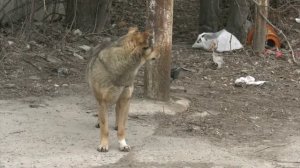 56 жителей Воронежской области пострадало с начала года в зоонозных очагах бешенства