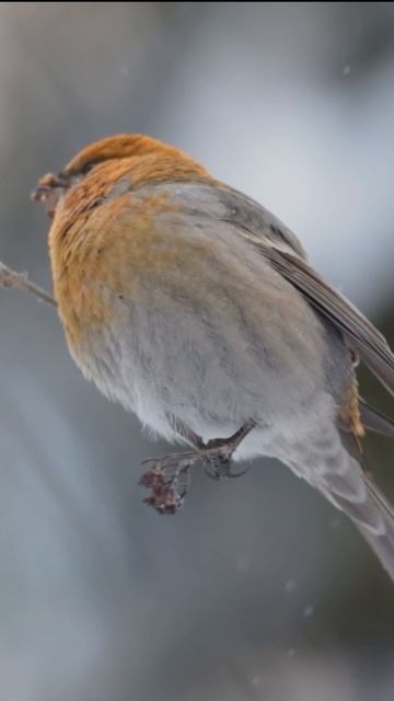 Зимовка Щуров (Pinicola enucleator) в Московской области #wildlifemotion #birds #дикаяприрода