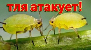Александровка, уборка участка и покос у Тани. Тля замучила. Ремонт у мурманчан.  Море, Ейская коса.