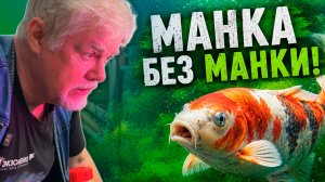Аквариумные истории из ЭКЗОМЕНЮ (22.05.2026). Как лечить ихтиофтириоз?