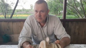 Грибы вешенка. Собираю урожай.