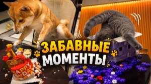 Лапки-Шоу #9 | Хвостатые комики