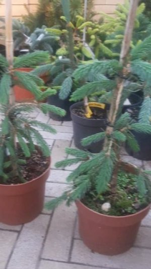 ❤🌲Ель Канадская Сизая Пендула 
✔Продажа растений в макс и телеграм канале: https://t.me/love_is_hvoi